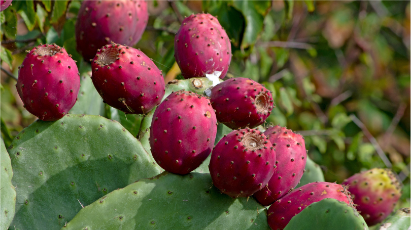 Revealing the Anti-Aging Facial Pad Ingredient: Prickly Pear